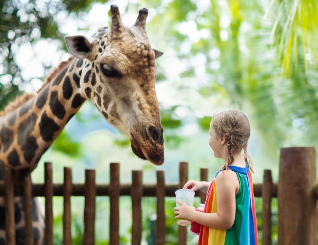 A little girl is at the zoo looking at a giraffe -cheap family activities.