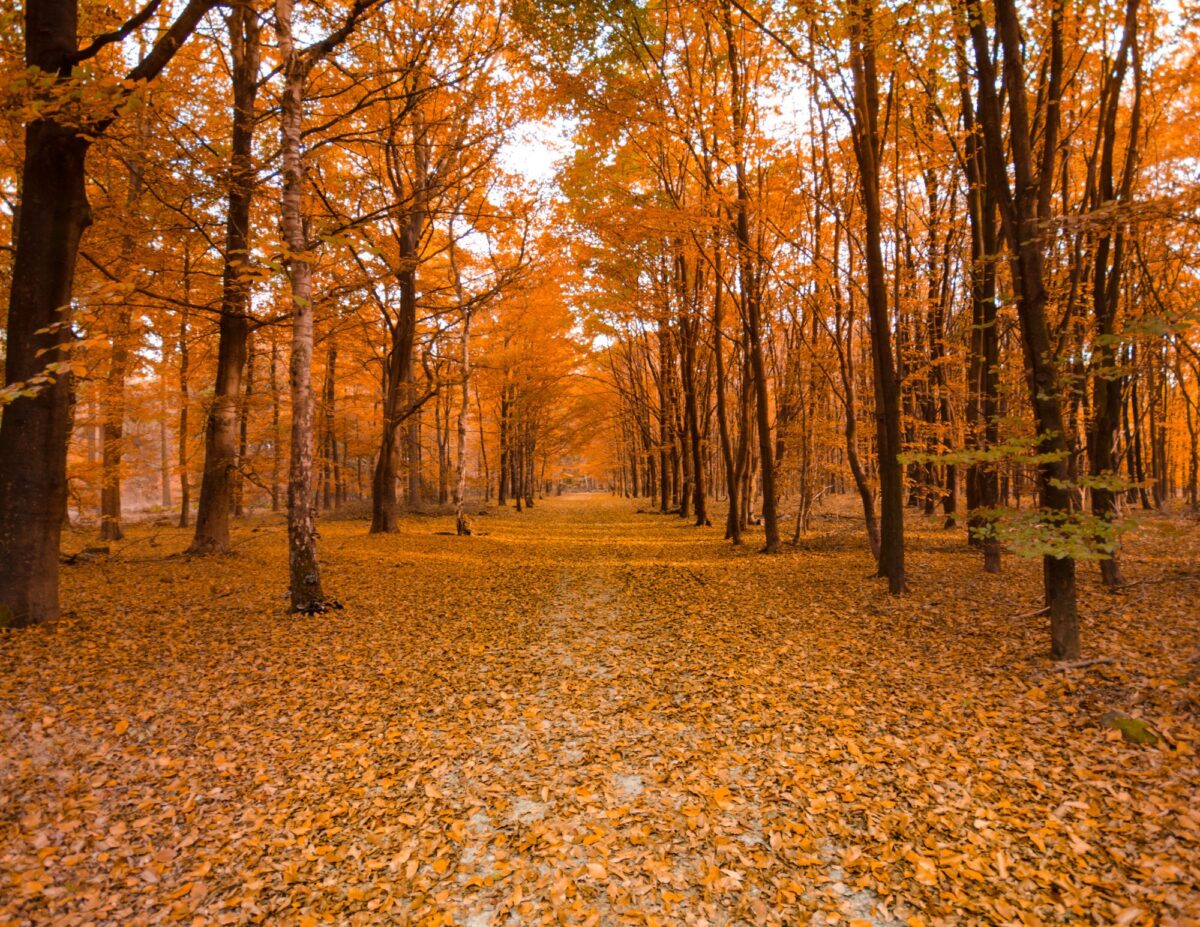 A beautiful tree lined road with fall foliage and leaves on the ground - budget-friendly fall activities