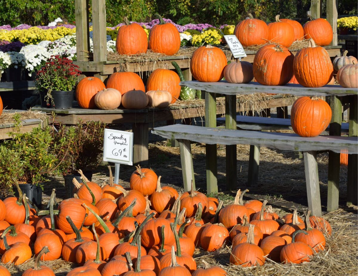 A stand with pumpkins and also pumpkins on the ground - budget-friendly fall activities.