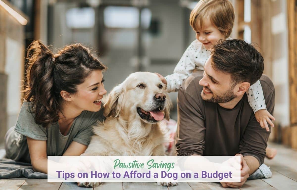 Pawsitive Savings: 8 Tips on How to Afford a Dog on a Budget