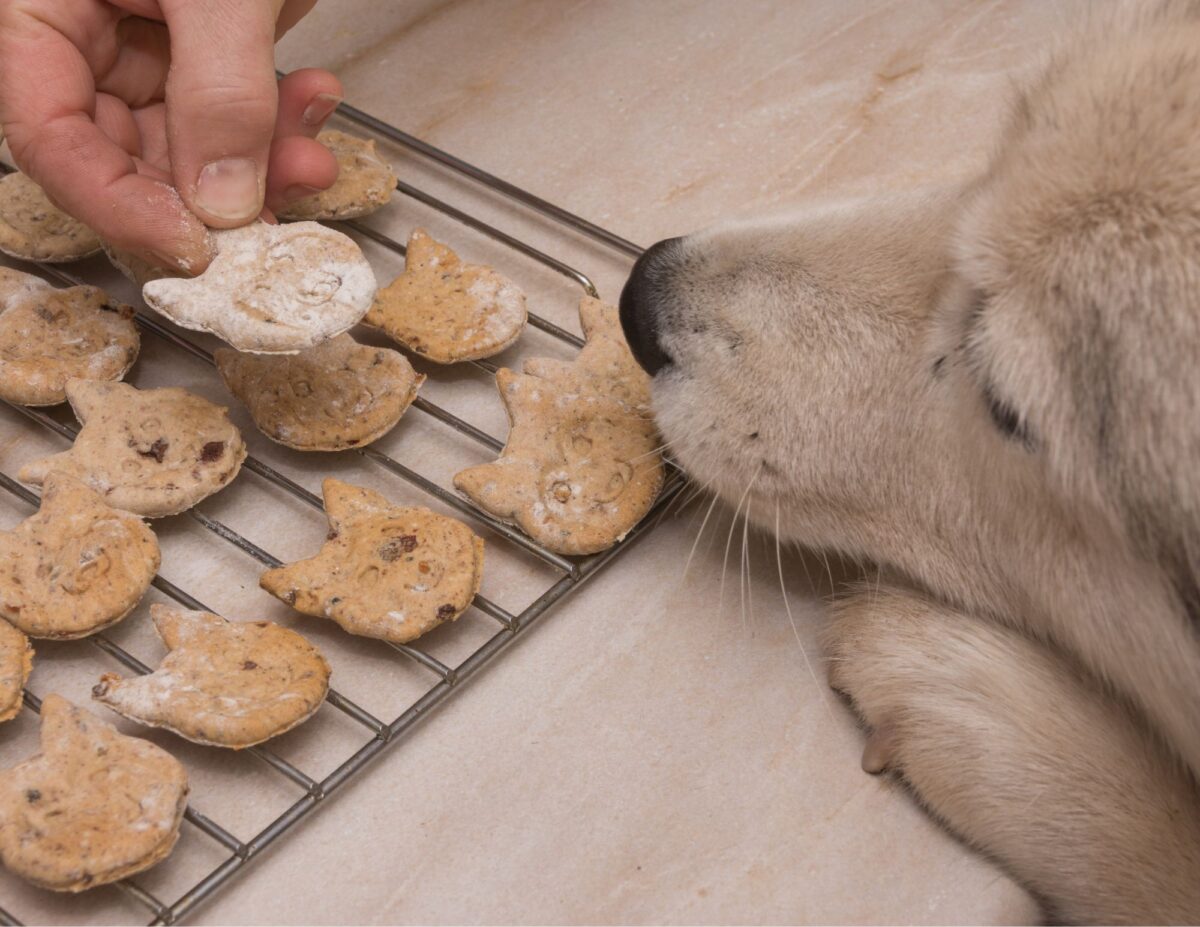 A dog is looking at dog cookies up close - How to afford a dog on a budget.