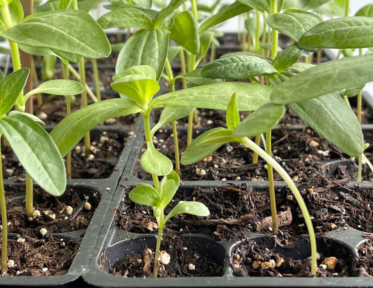 Seedling plants in little planters - Frugal Gardening Tips.