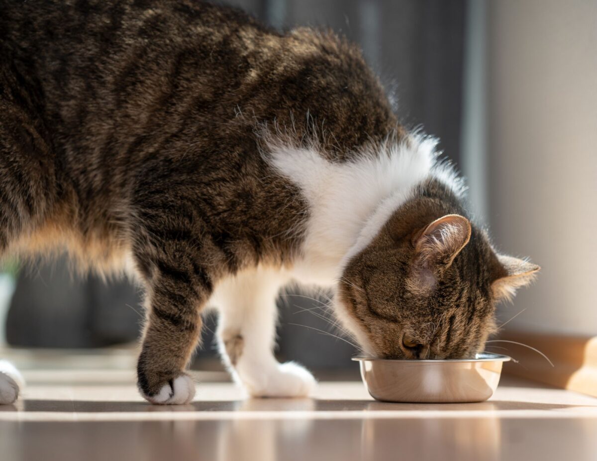 A cat is eating out of a bowl - ways to save on cat costs.