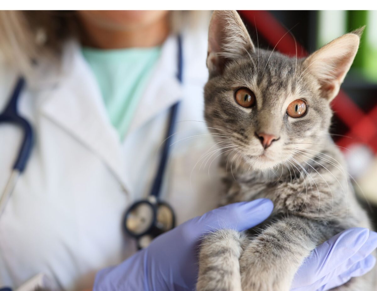 A cat is being held by a vet - ways to save on cat costs.