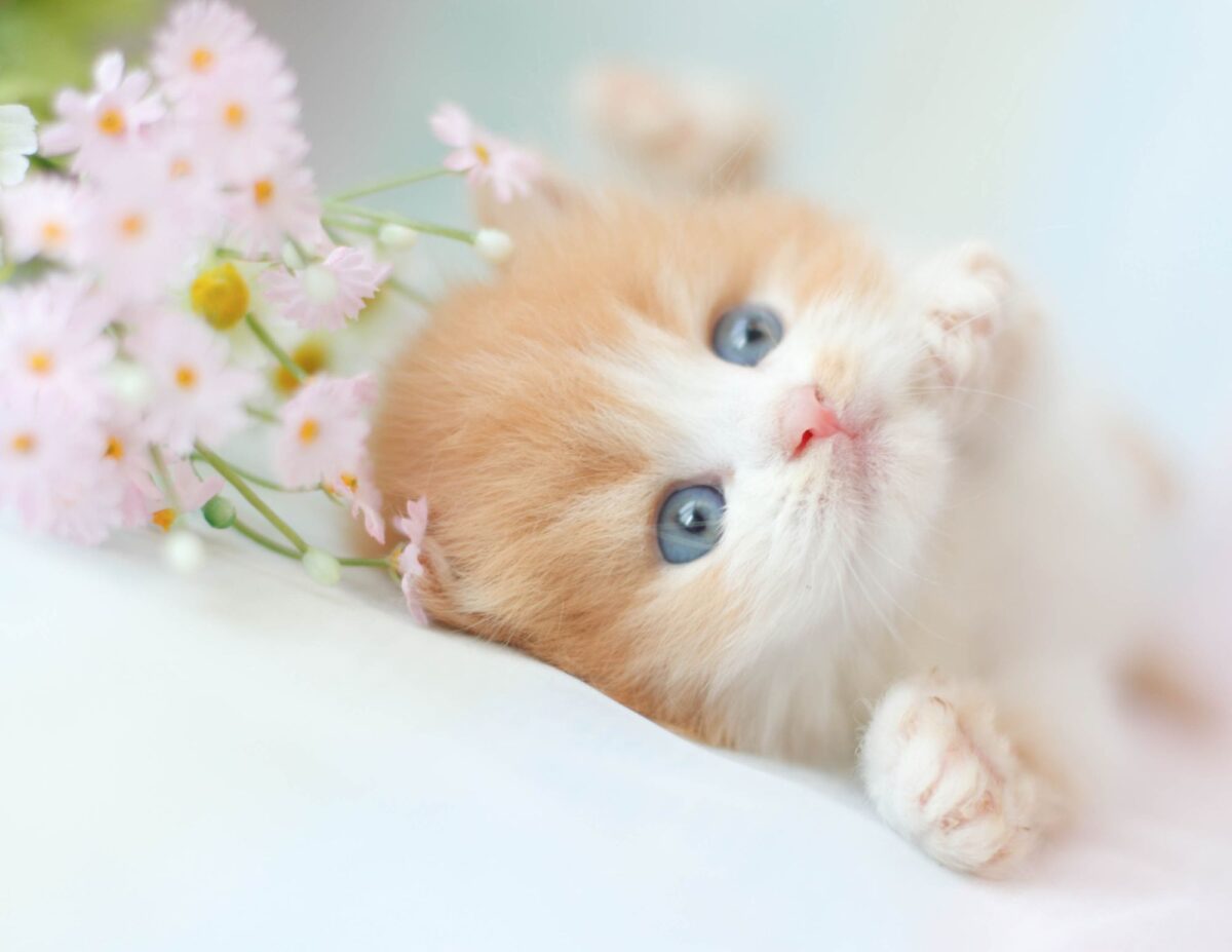 a kitten with pretty flowers - Ways to save on cat costs.