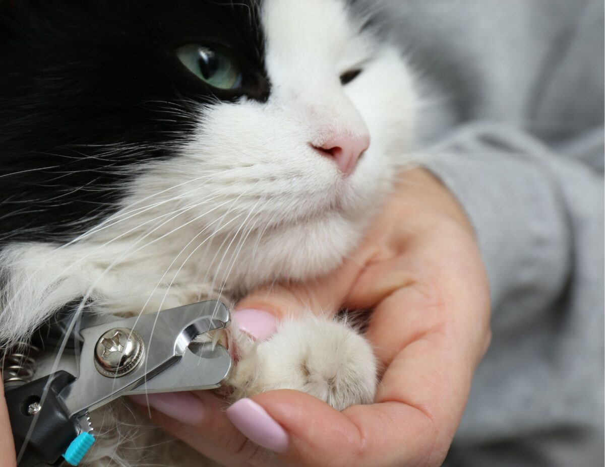 A cat is getting his nails cut - ways to save on cat costs.