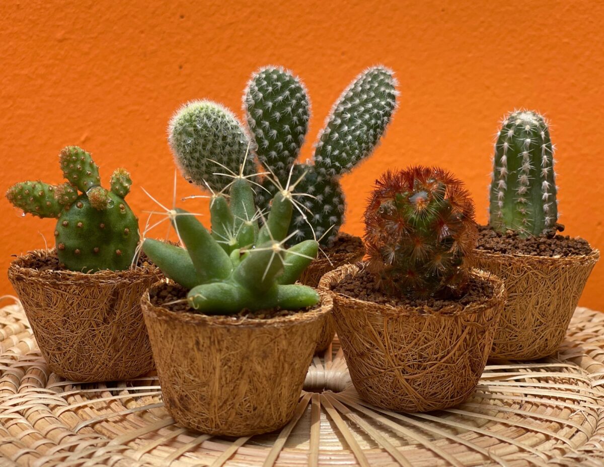 cacti - inexpensive Christmas gifts for teachers