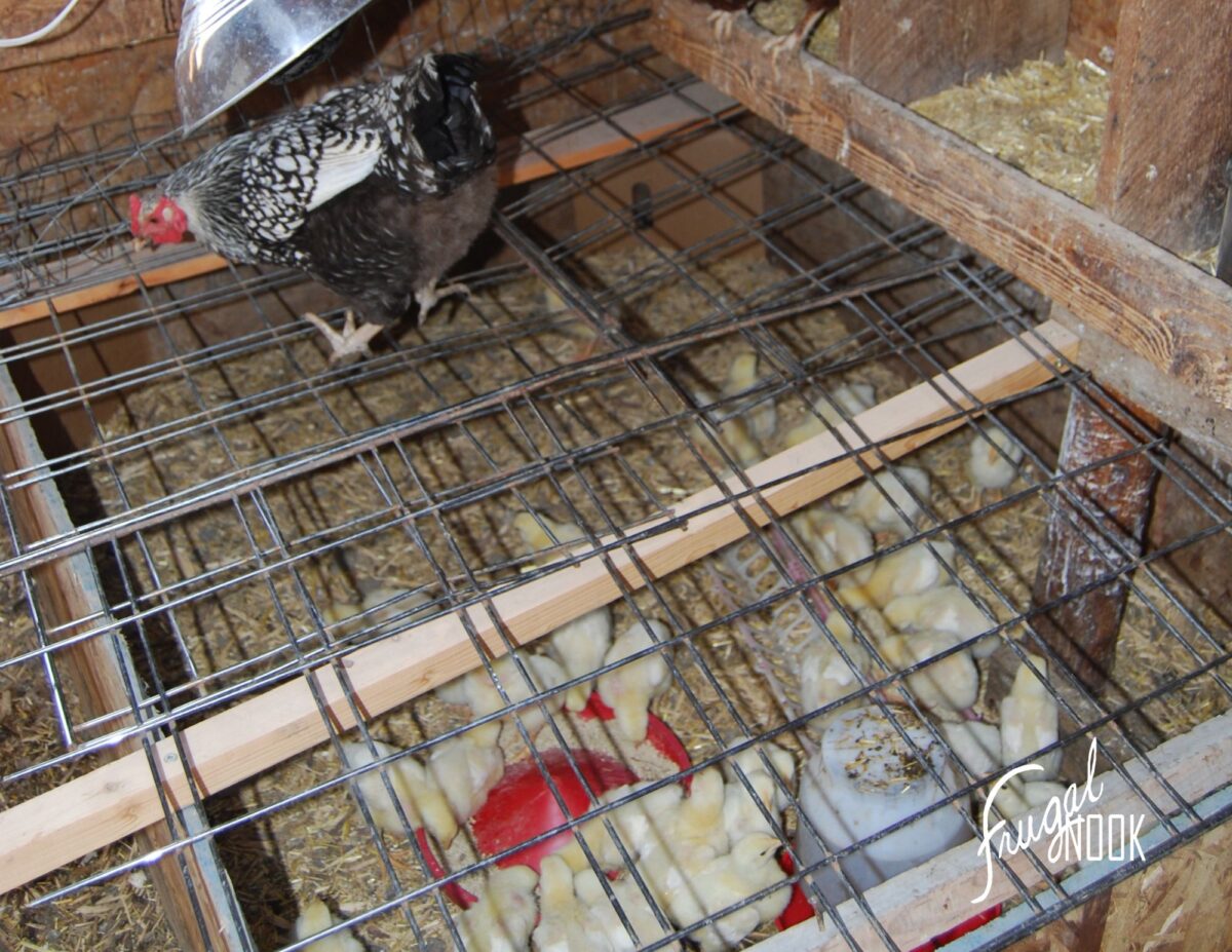 a chicken brooder with chicks and a heat lamp - raising meat chickens