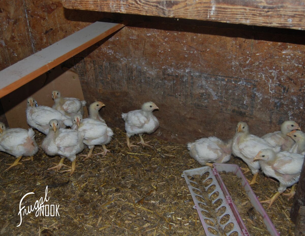 chicks inside of brooder - raising meat chickens