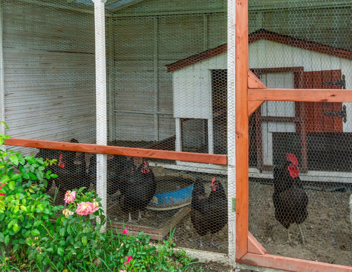 chickens inside of a chicken coop - raising meat chickens