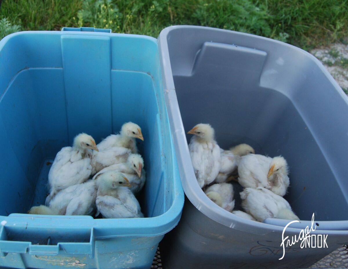 chickens are in large plastic boxes - raising meat chickens