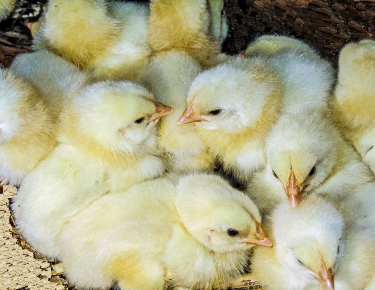 one day old chicks - raising meat chickens