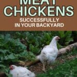 two cornish cross meat chickens with the title, "Raising Meat Chickens Successfully in your backyard."