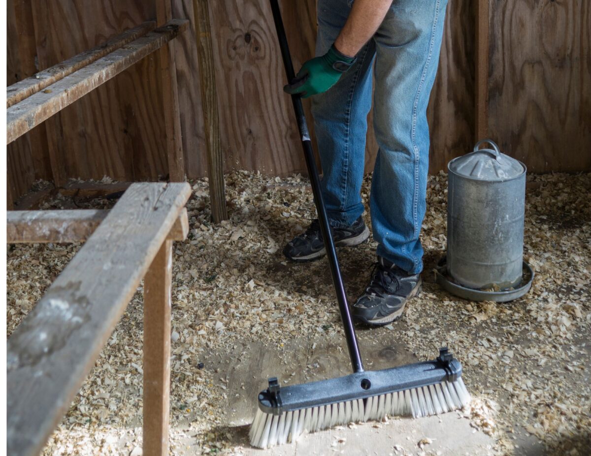 sweeping out a chicken coop - raising meat chickens