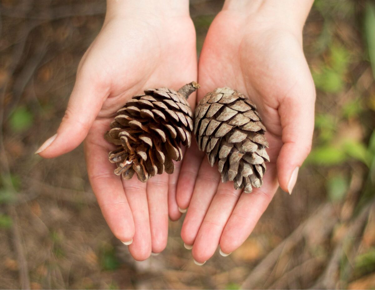someone is holding a couple of pinecones - front door decorations for spring
