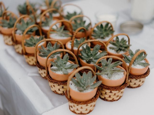 a table full of succulents in little pots - baby shower favors